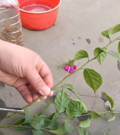 三角梅不好扦插，用1种简单方法，20天长满粗壮根