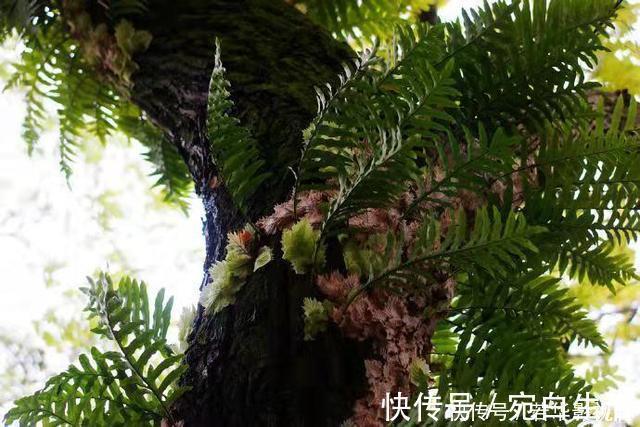 采摘|这种野草很珍贵,喜欢附大树上生长,现在很少见人称“槲蕨”