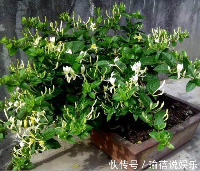 垂枝式|婆婆山上挖野草,拿回家做成盆景,随便一盆价值上万!