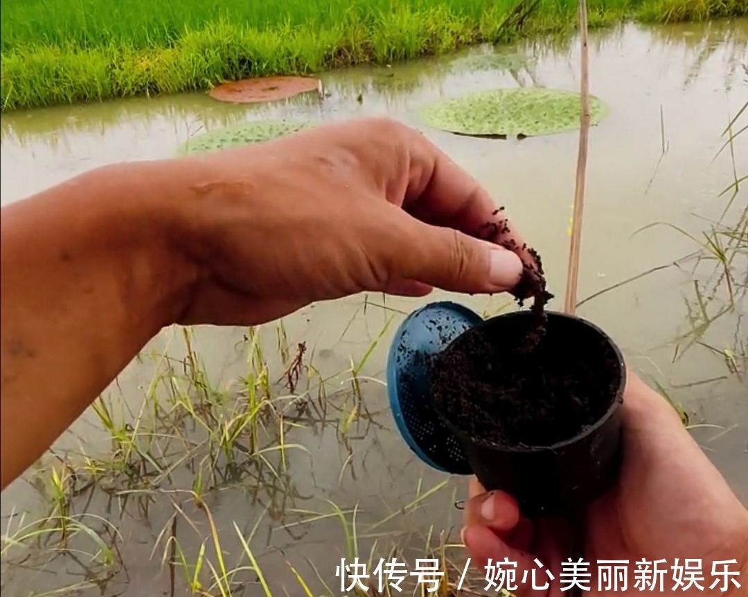 小伟|谁说钓鱼要装备好!我用的是竹竿钓鱼,还不是一样的上鱼了!