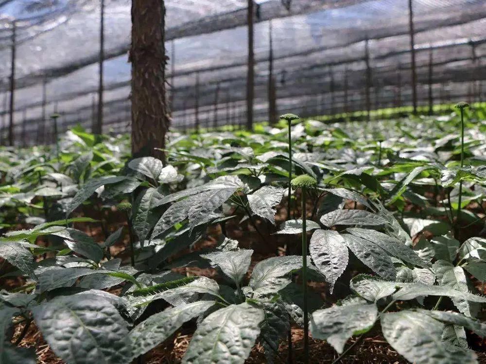  神奇|地位高于人参，被誉为“参中之王”，一斤上百元，真有那么神奇？