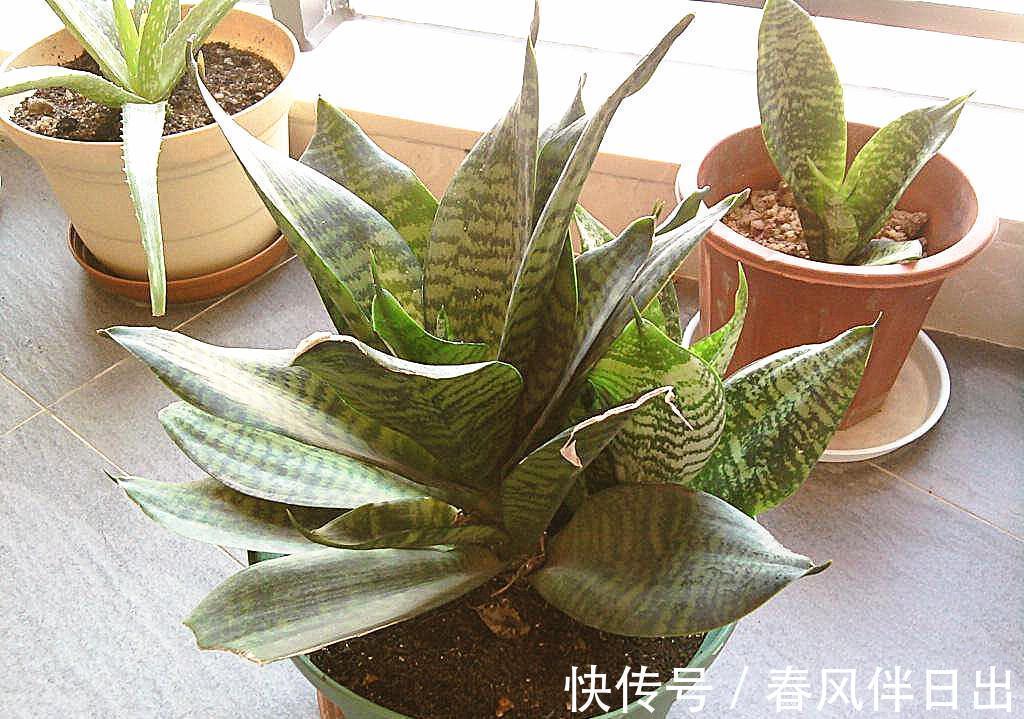 叶片|这个4原因让虎皮兰叶子变软,一波反向操作,恢复虎虎生威