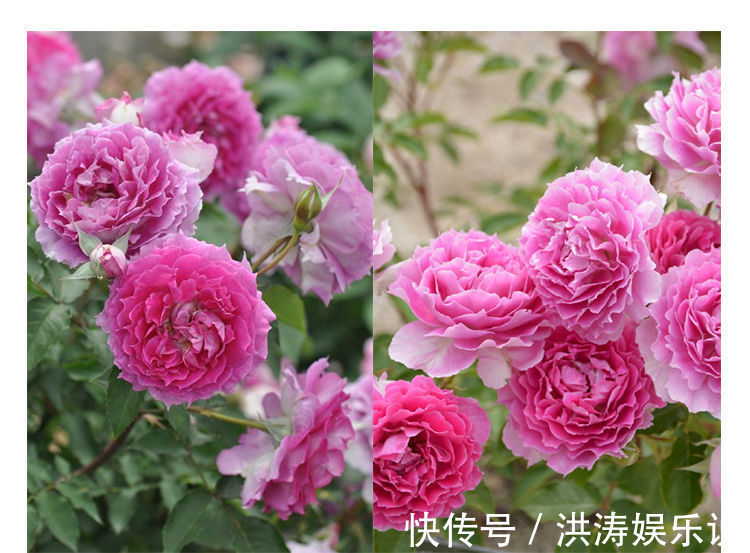 喜欢养菊花，就养盆“珍品菊花”，花开“紫气熔霜”，如紫气东来