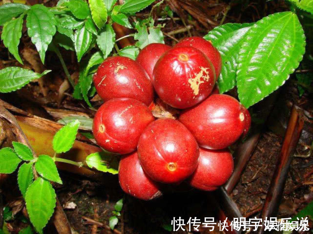 农村一种常见植物,是厨房常见的一种香料,食用价值高