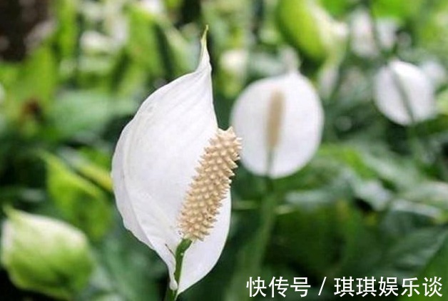 3种花养家里,人养花、花也养人,镇宅又旺运,尤其是第二种