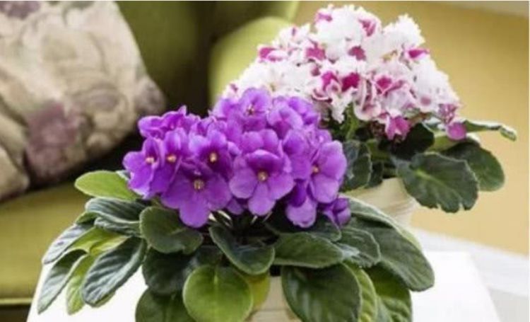 花很好养，耐热耐晒更耐旱，比吊兰好养，你养了吗