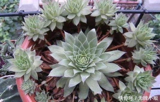 光照|这几种花最适合贱养,越不管越容易开花爆盆,想养死都难