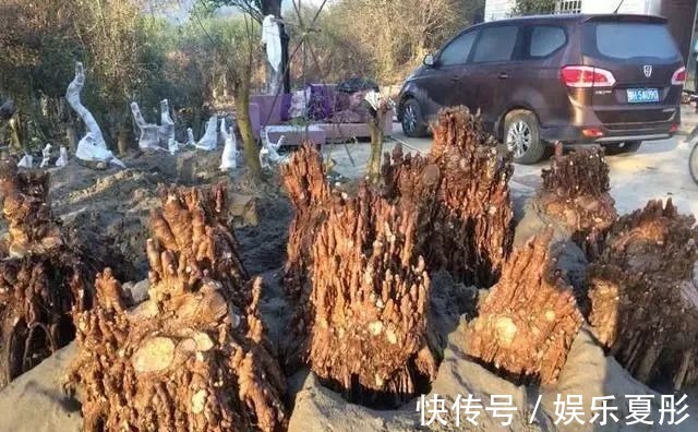 埋在沙堆里的盆景,起步价3千一棵,很多人见都没见过,别说养了