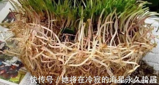 一个样|养花先“养根”，盆下埋点“它”，根系一天一个样，长疯了！