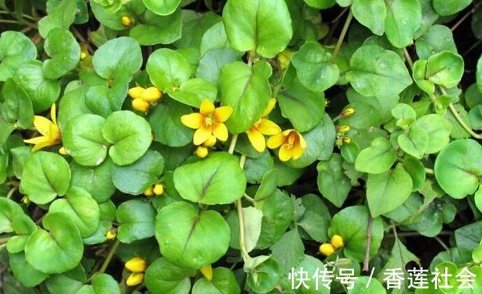 农村|农村一种野草,是一种排结石的利器广受追捧,还能消肿化瘀