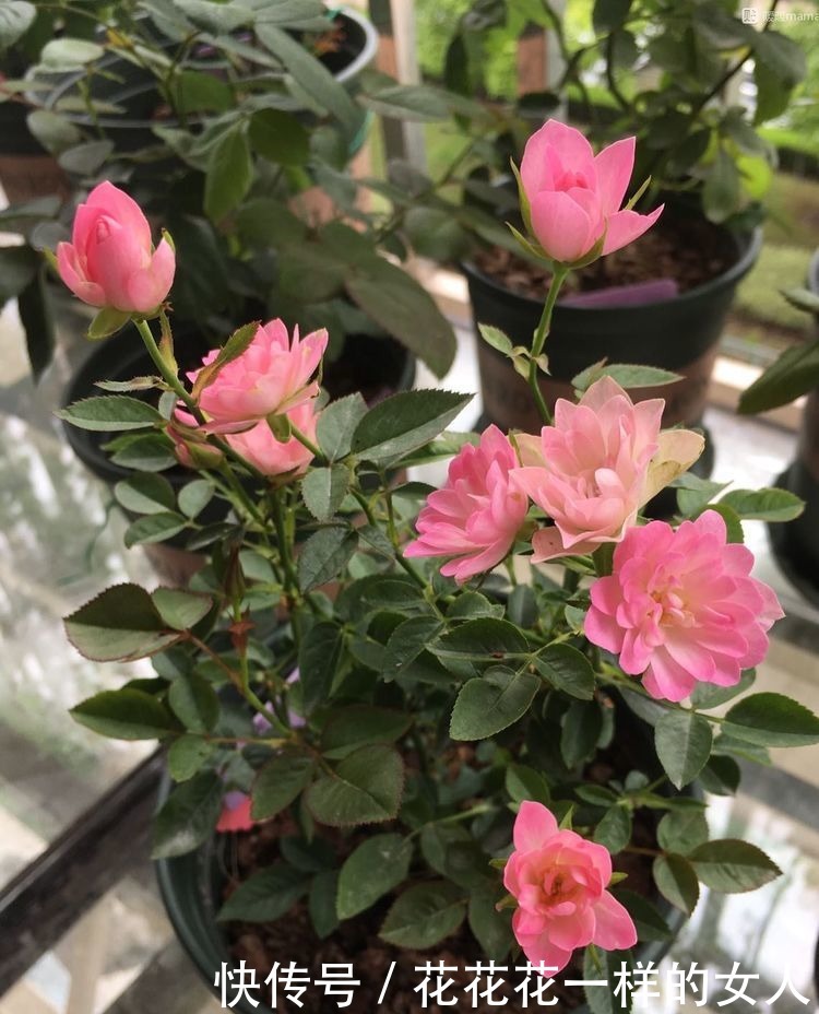 安妮公主|“高端玫瑰”安妮公主,丰腴婀娜,芳姿耀眼,堪称庭院养花首选