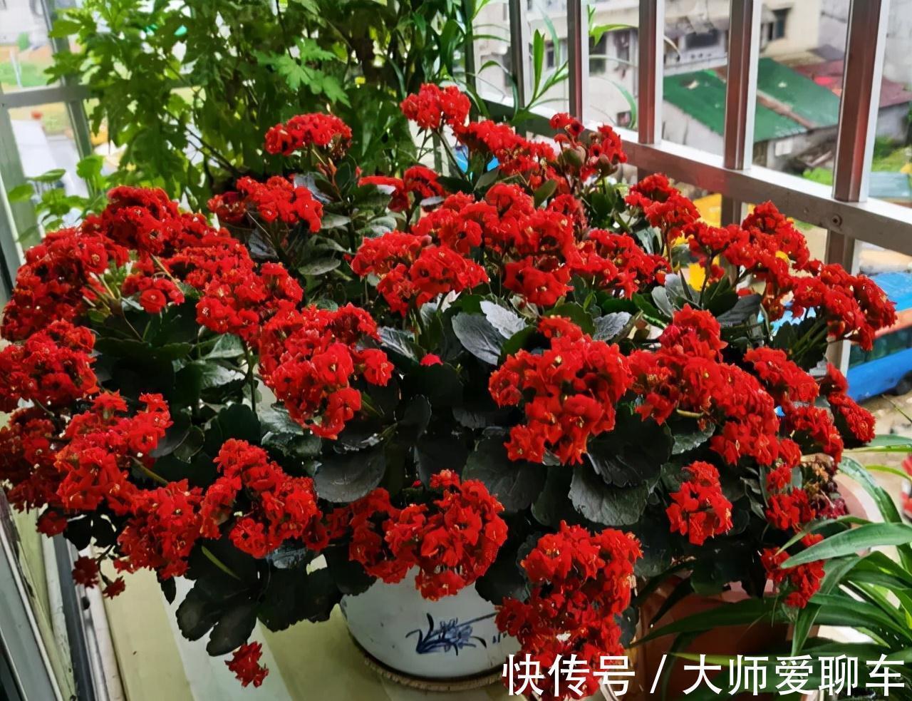 净化|公认的6种吉祥花，株型奇特寓意好，还能吸废气，大人孩子都喜欢