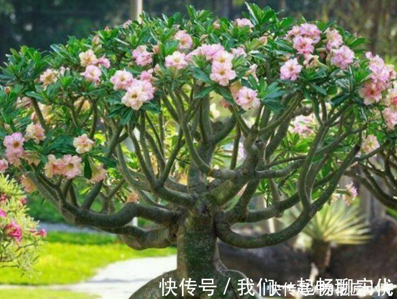 懒人花|俗话说:“勤人养鱼,懒人养花”,这6种花最适合懒人去养