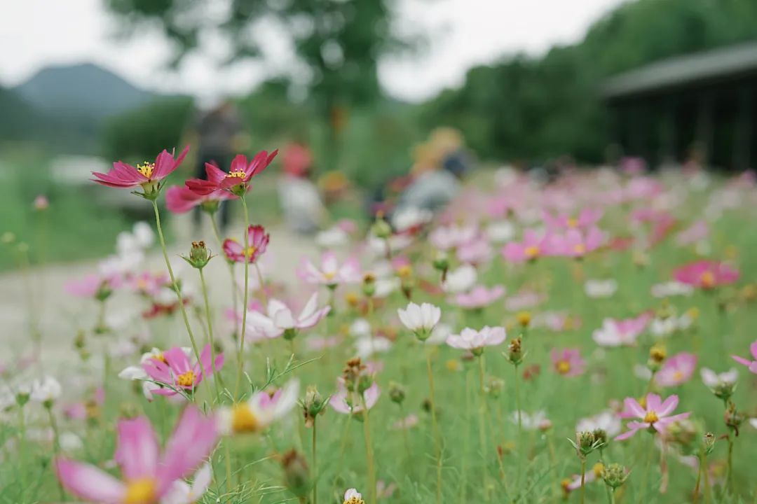 炎炎夏日来啦！赏花、观景、饮茶……带你觅夏凉！