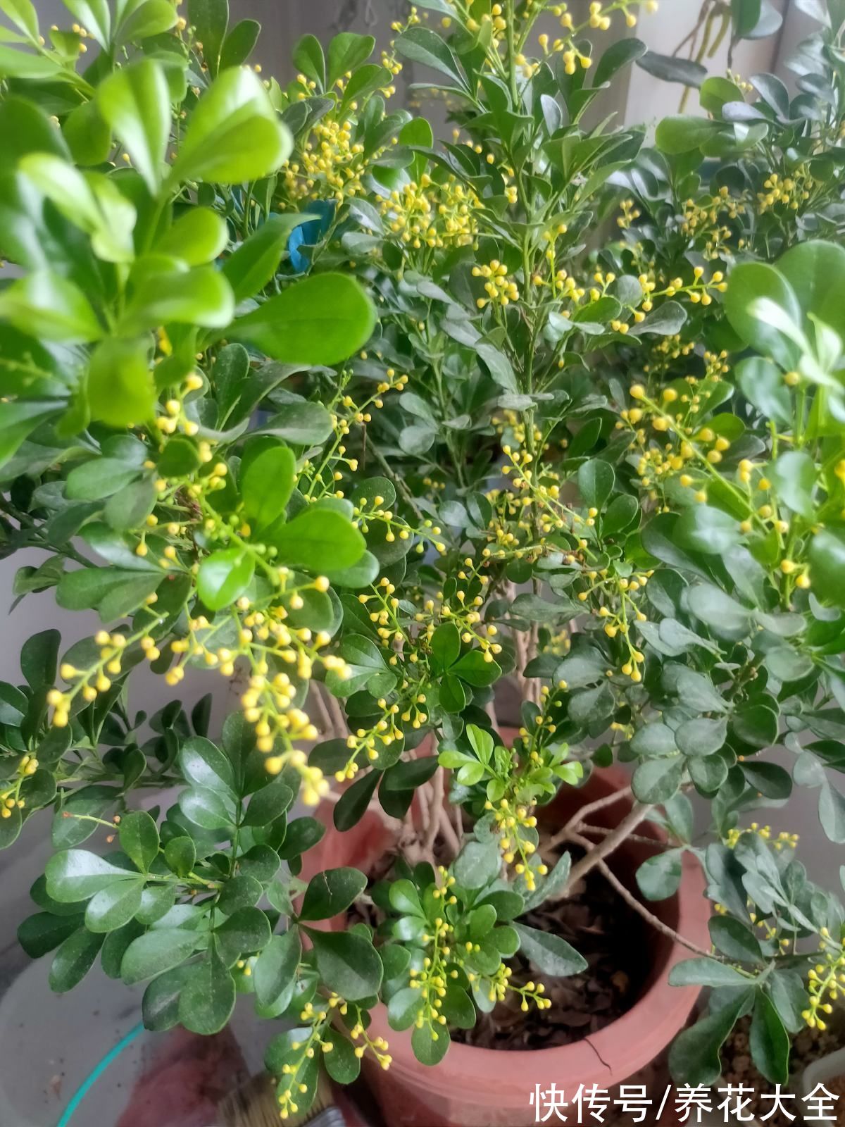 5种矫情花,不能干,不能湿,实在是娇气