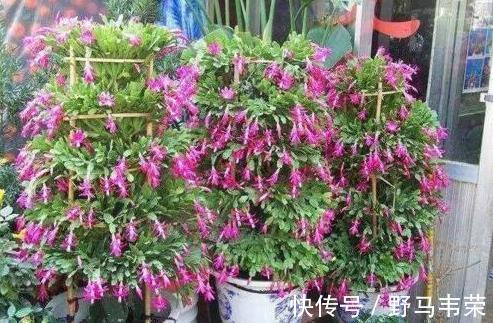 中秋前,3种东西扔盆里,长寿、蟹爪兰猛开花,肥效管1年