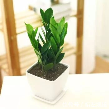 8种与“财”有关的植物,家里养几盆,招财旺宅,人人都喜欢!