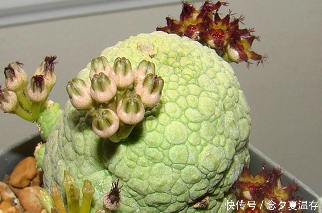 6种多肉里的“奇葩”,不以美出名,长得越怪越吸引眼球