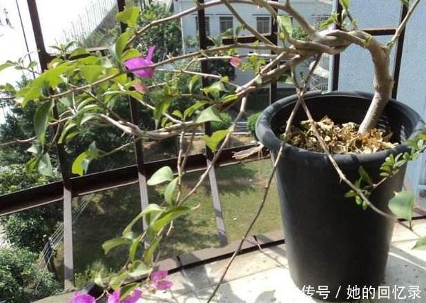 枝繁叶茂|养三角梅,一个小技巧,长的枝繁叶茂,开花多一倍