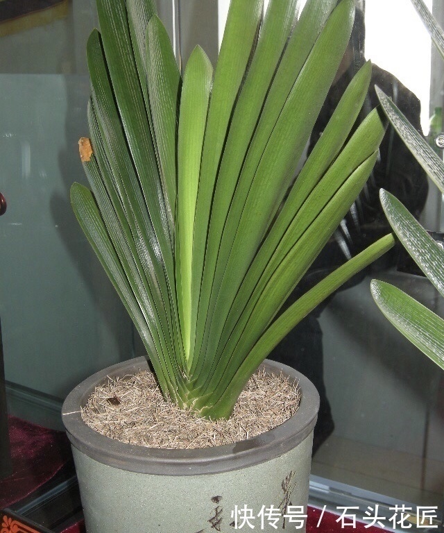家里“4种东西”变质,埋在花盆里都“好肥料”,根壮、叶子绿