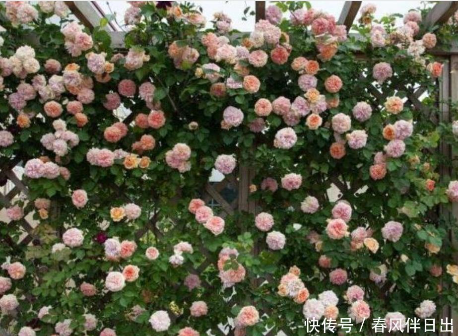 居家就养此款花卉,开花大又香,开出一片花海