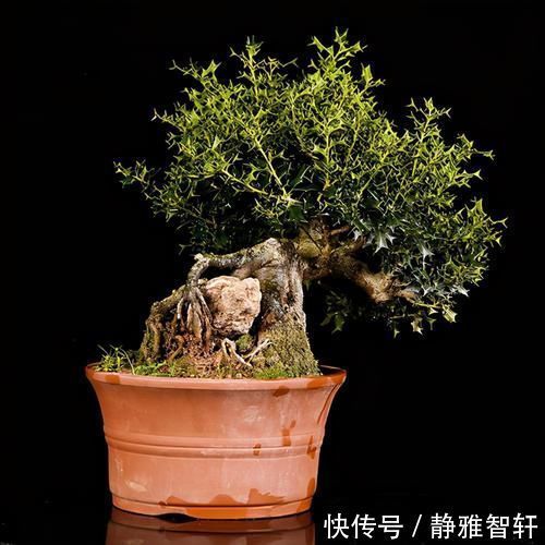 观叶|枸骨是制作盆景的好素材，集观形、观叶、观果于一身，还很好养活