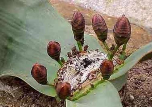 全球最“贪财”的植物,天然的黄金探测仪,可惜很多人却不知道