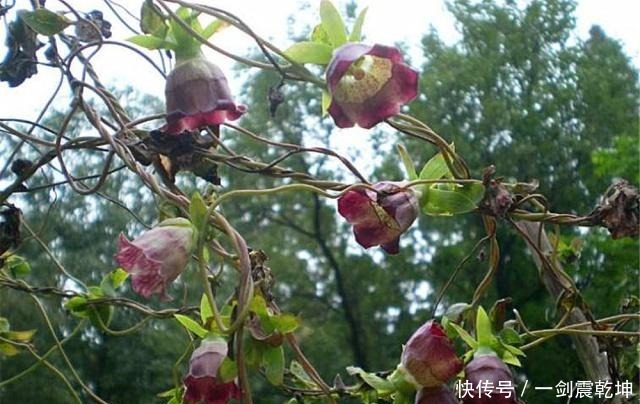 中年|山间一野草称“四叶奶参”，炖鸡汤加一段，产后体虚、少乳一起补
