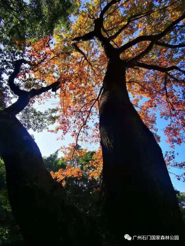 从莞深高速|石门国家森林公园第十八届红叶观赏节明天开幕！