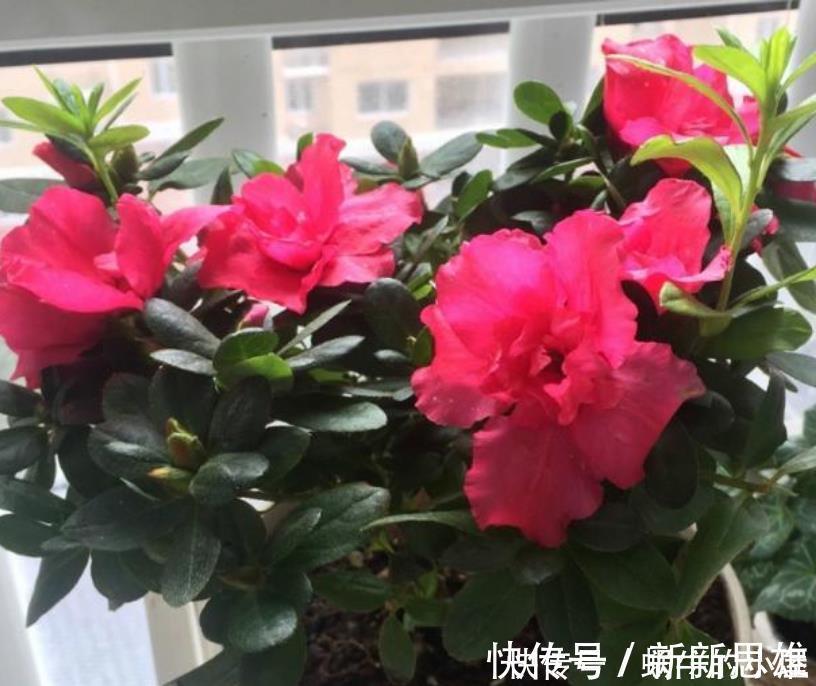 家里阳台养此款花，新手也能养爆盆，花香四溢飘满屋，美