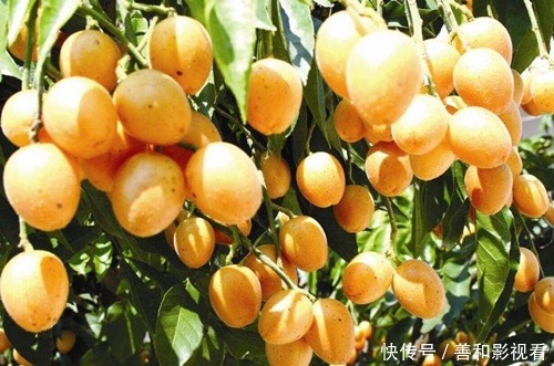 晚上当零食吃几颗,一个月下来,止咳化痰,消炎杀菌,夏天不咳嗽