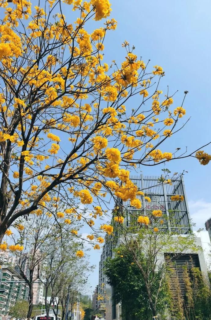 春日赏花指南来了！趁着阳光正好，这些地方不要错过