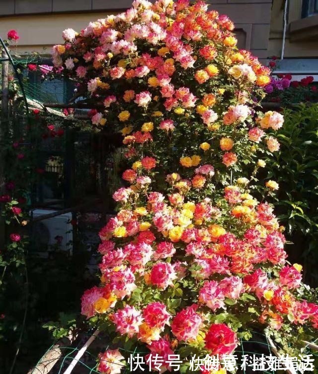 四季|此款藤本植物，一树多色花，漂亮似彩虹，四季开花，南北方都能种！