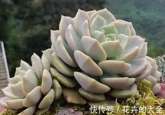花友|多肉植物色彩斑斓之白色系多肉，祝各位花友百战百胜