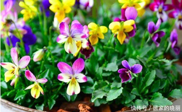 4种花超优秀的,四季都开花,花朵漂亮,养护简单