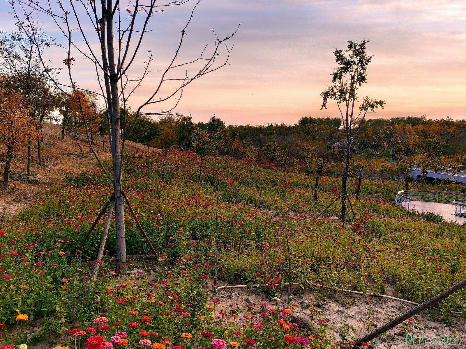 灭亡|夕阳下的温榆河示范区东园(下),看火星般颜色的日落