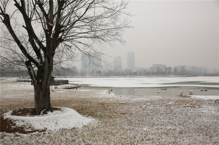 中年|东阿阿胶迎来新年第一场雪