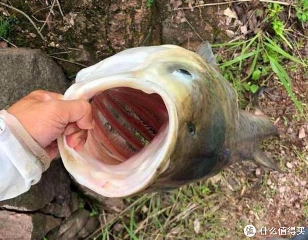 鲫鱼|还在花钱买钓鱼小药？有了这3种东西，不用再花冤枉钱了