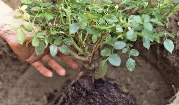 小花匠养花不死问了才知道,他只用“1种土”,难怪花都长爆了