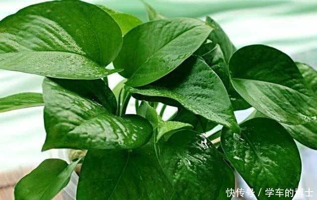 养绿萝也有“小技巧”,学会这3招,黄叶无处逃,轻松变成绿瀑布!