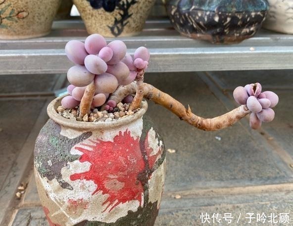 光照|桃蛋不但能养出老桩状态,还能把叶片控出又肥又圆的状态!