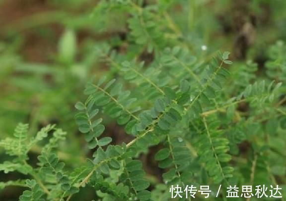 补气|乡下一种珍贵草，人称“黄人参”，地下根茎是宝贝，看到别忽视