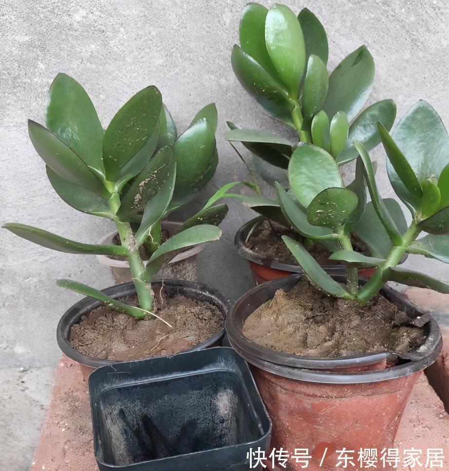 盆栽|两种皮实好养的绿植,易扦插,姿态优美,变老桩盆景