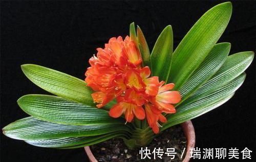 天气变凉,家里种植的君子兰到了出花箭的时候,合理施肥很重要