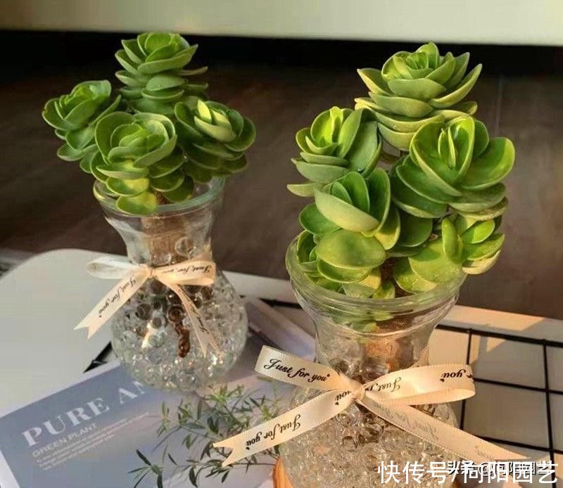 阳台上|多肉可以不用土养，买几个玻璃瓶，装满水，养多肉很漂亮