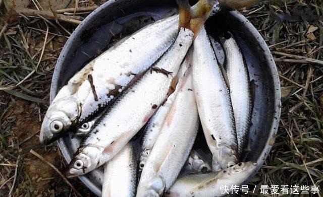 钓白条鱼真是累人，用我分享的方法，只要你下钩，它就在那等你