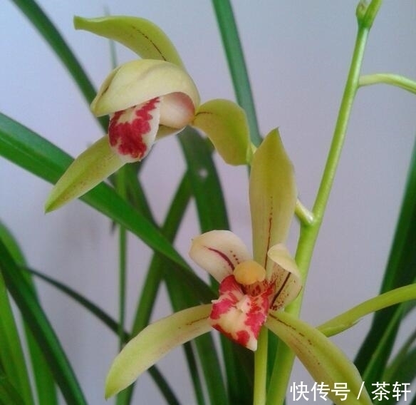 兰花开花后花茎如何修剪?教你“2法”,1年就长疯,年年开花爆盆