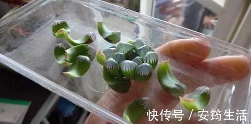 刚种多肉选什么品种此3款好养、容易爆盆，用叶片就能繁殖