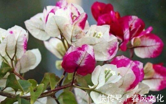 花卉|“精品三角梅”柠檬黄三角梅，花开爆盆成花树，庭院养花首选