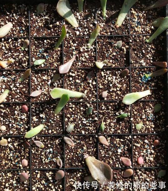 家里没矿的肉友教你一招成为多肉大户,保你一看就会